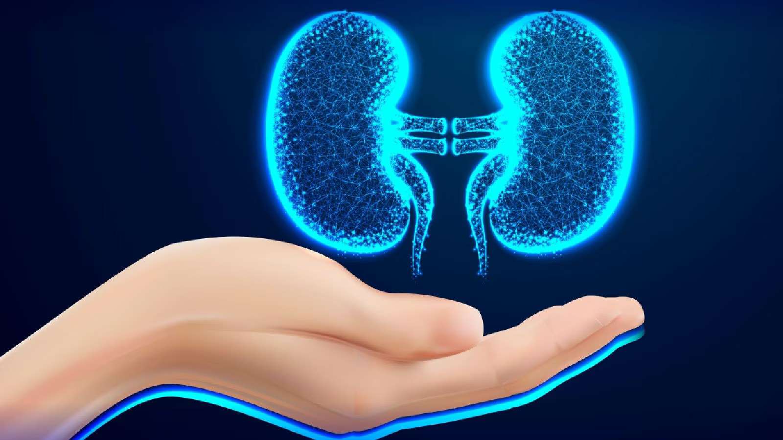 Water plays a crucial role in kidney function